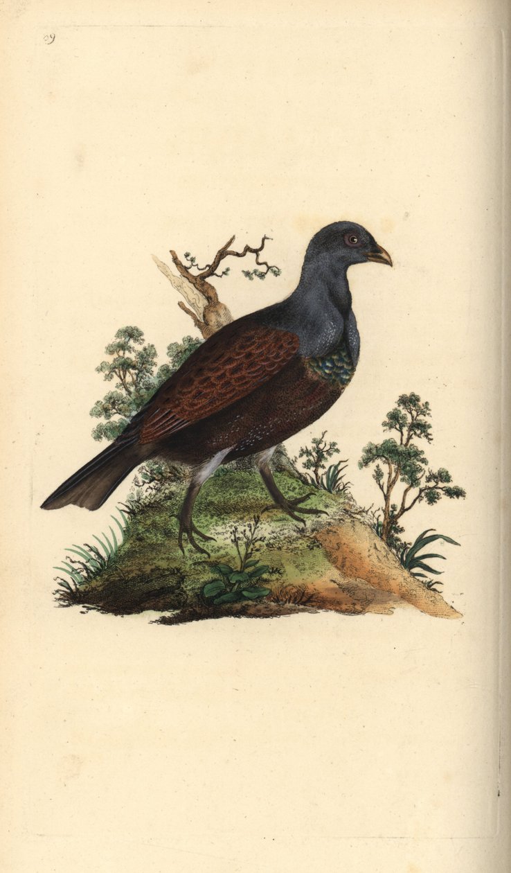 木松鸡，Tetrao urogallus。爱德华-多诺万根据他自己的《英国鸟类自然史》绘制和雕刻的手绘铜版，伦敦 作者 爱德华·多诺万