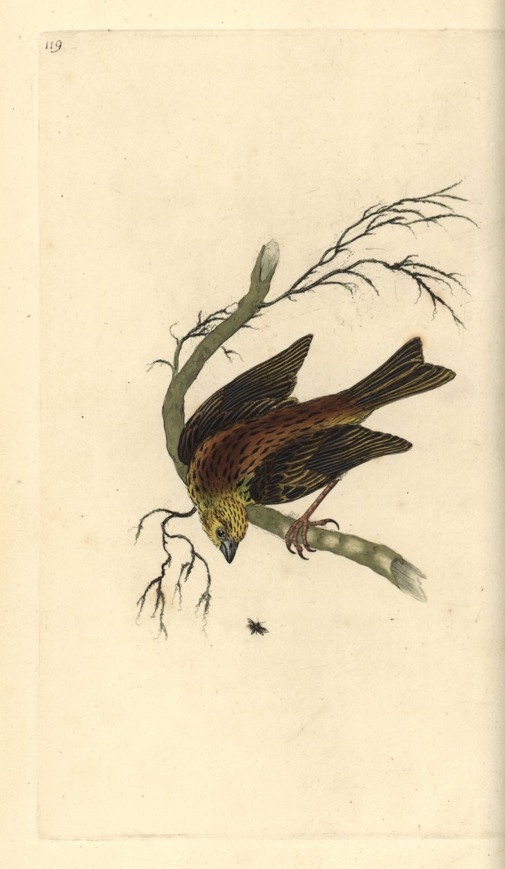 Yellowhammer, Emberiza citrinella.爱德华-多诺万根据他自己的《英国鸟类自然史》绘制和雕刻的手绘铜版，伦敦 作者 爱德华·多诺万