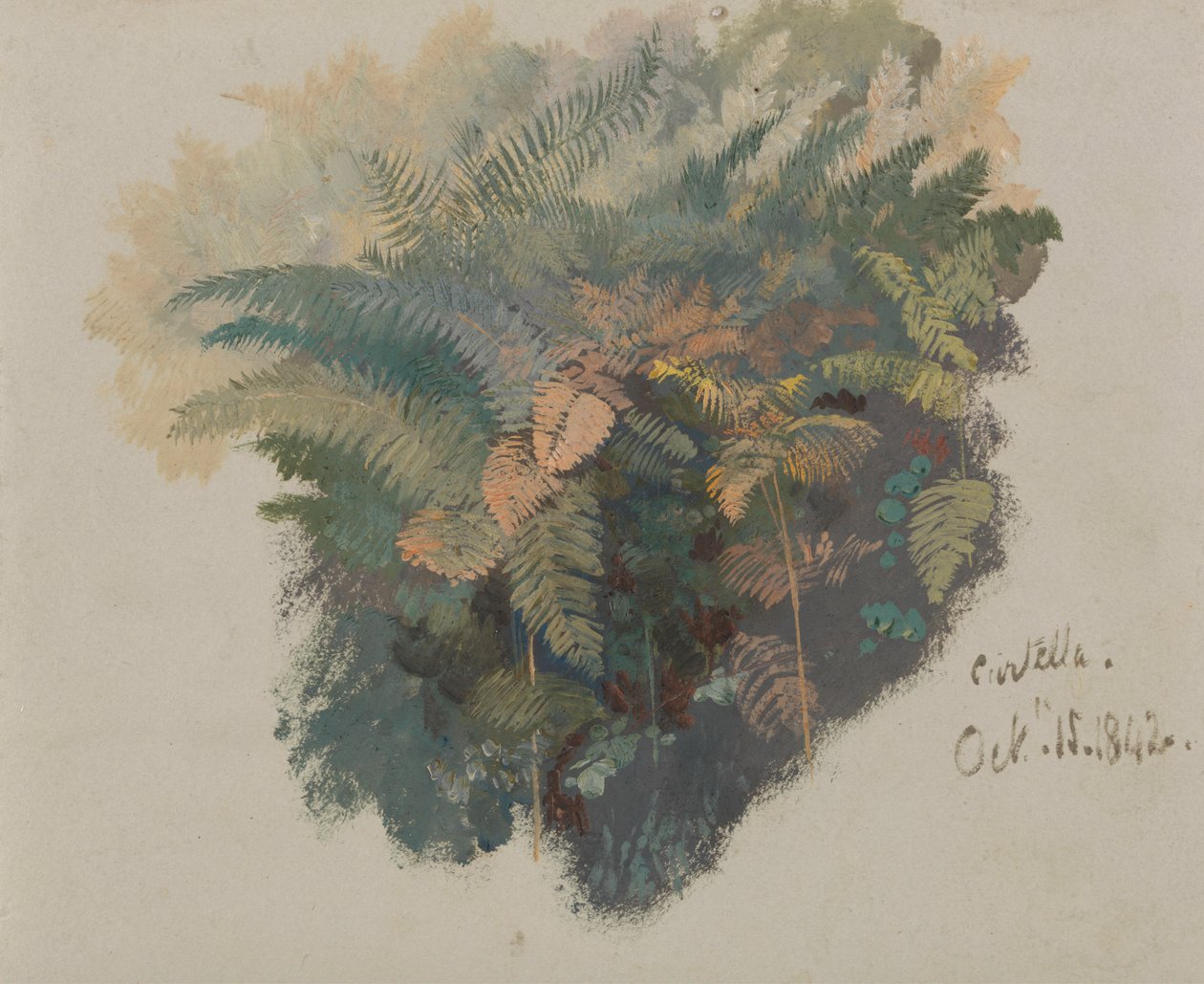 蕨类植物 Civitella 的研究 作者 爱德华·李尔