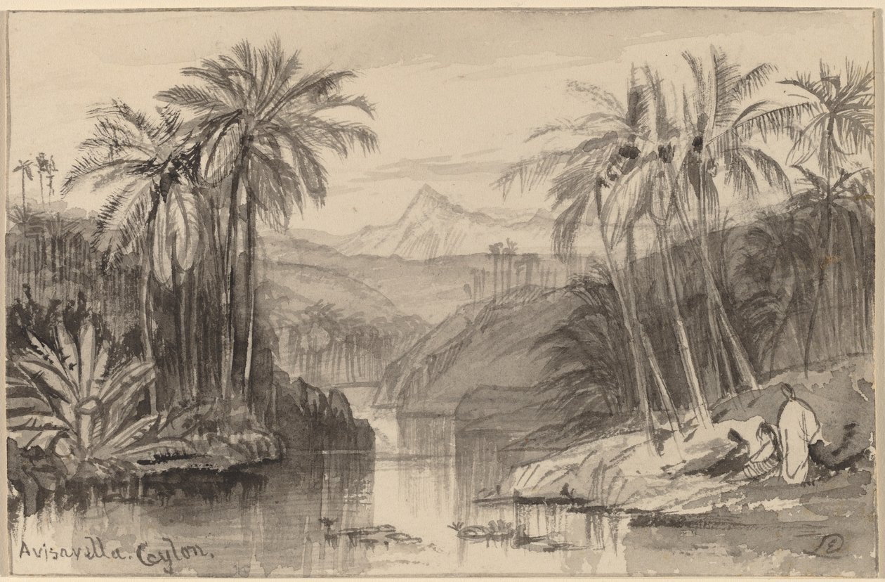 阿维萨维拉，锡兰，1884-1885。 作者 爱德华·李尔