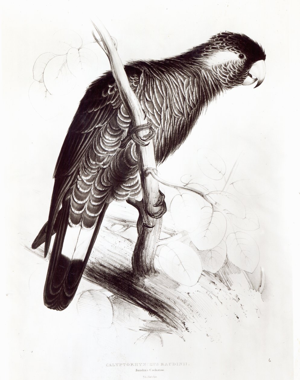 Calyptorhynchus Baudinii，或Baudin&39;s Cockatoo，1832（litho）（bw photo） 作者 爱德华·李尔