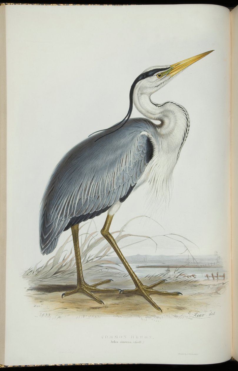苍鹭，摘自约翰·古尔德（John Gould）的《欧洲鸟类》 作者 爱德华·李尔