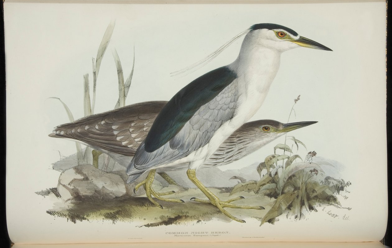 普通夜鹭，摘自约翰·古尔德（John Gould）的《欧洲鸟类》 作者 爱德华·李尔
