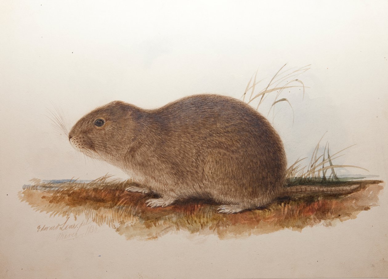Ctenomys magellanicus，1836 作者 爱德华·李尔