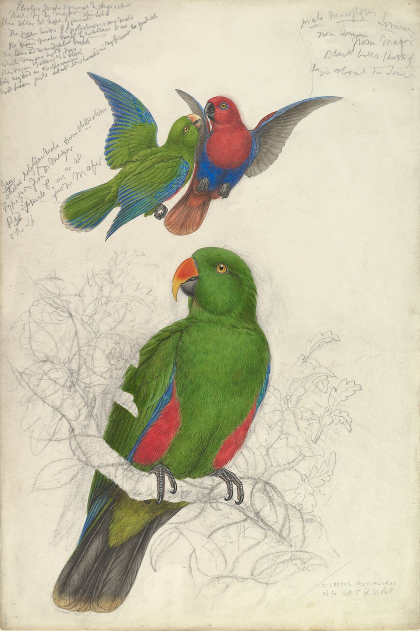 Eclectus Roratus Polychloros, 约1830-32. 作者 爱德华·李尔