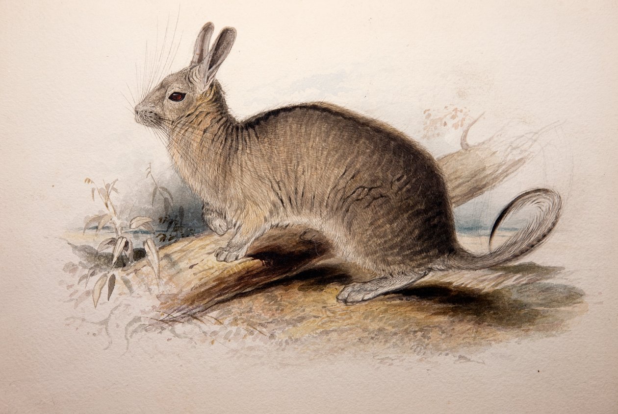 Lagotis cuvieri，1833 作者 爱德华·李尔
