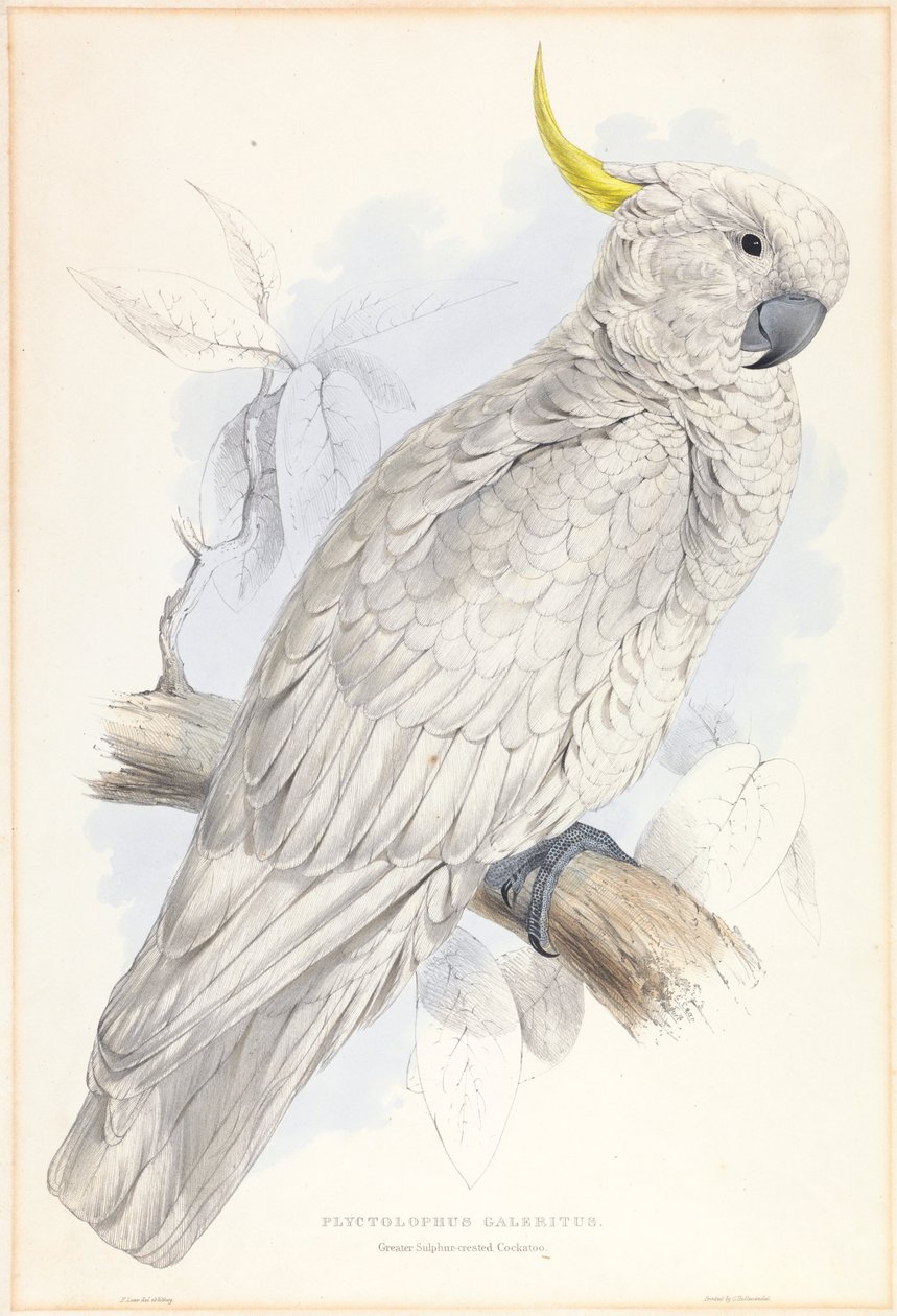 Plyctolophus Galeritus.大硫冠凤头鹦鹉 作者 爱德华·李尔