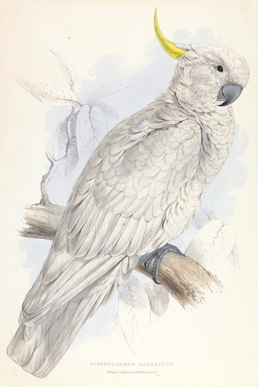 Plyctolophus Galeritus.大硫冠凤头鹦鹉 作者 爱德华·李尔