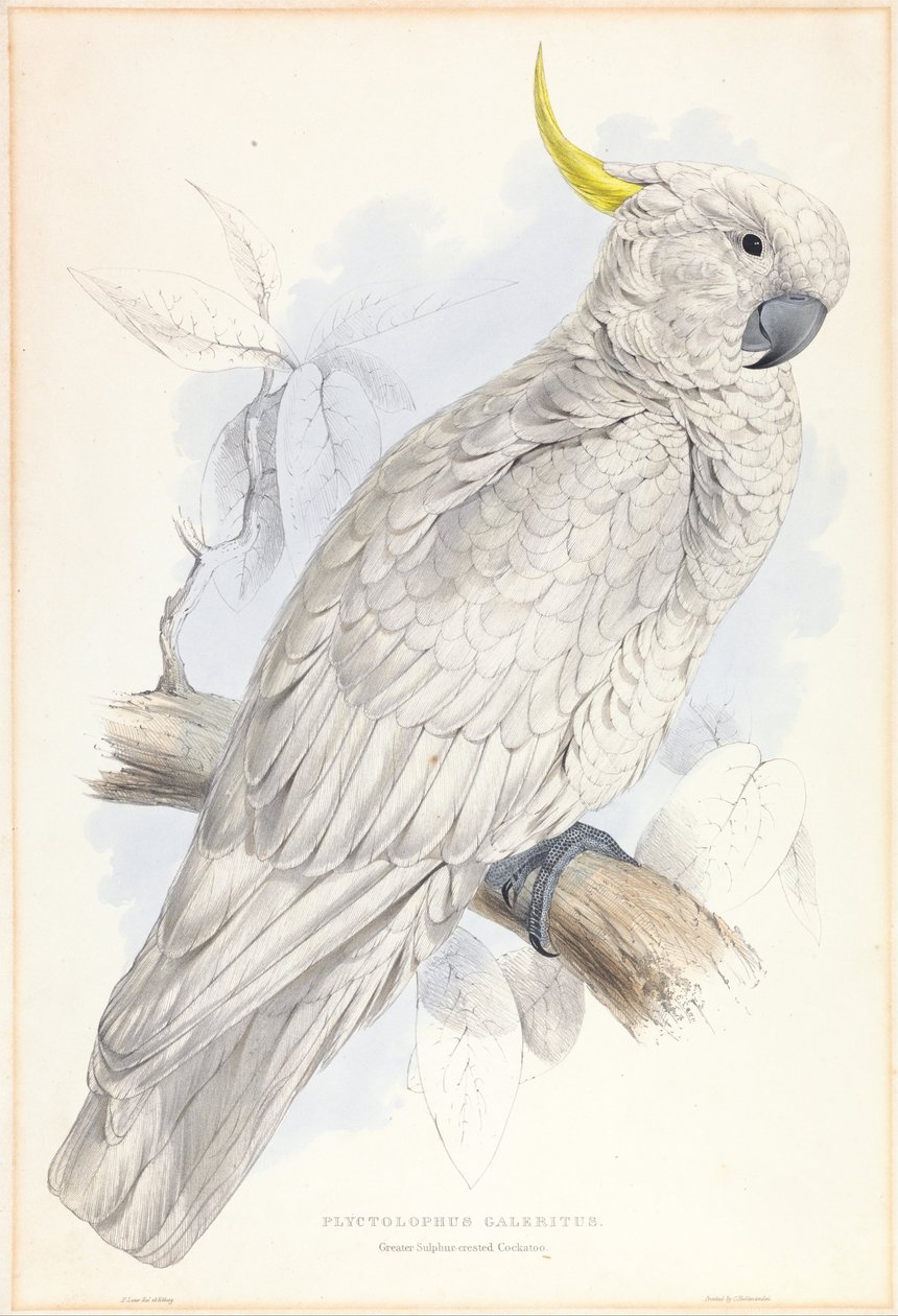 Plyctolophus Galeritus.大硫冠凤头鹦鹉 作者 爱德华·李尔