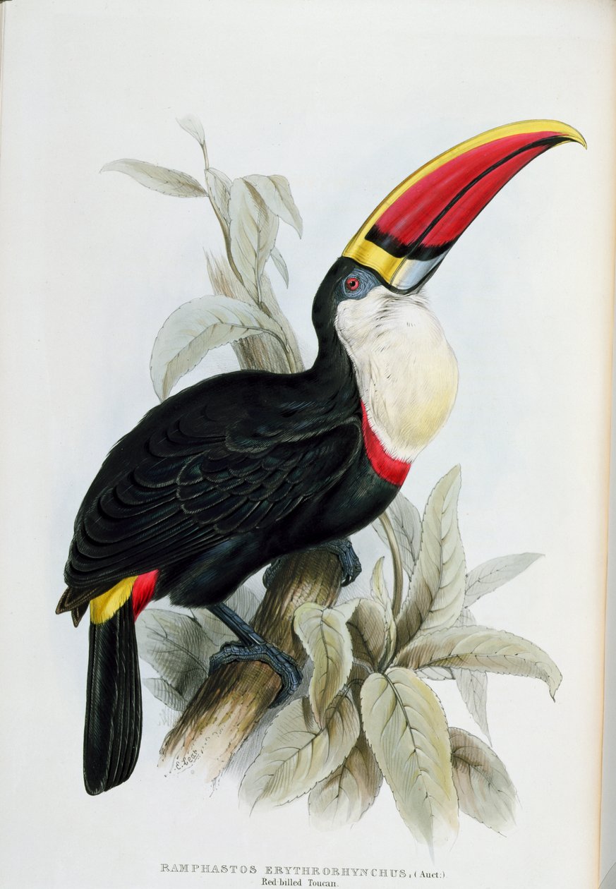 红嘴巨嘴鸟，来自“Ramphastidae的专着，或者Toucans家族”，作者John Gould（1804-81）出版1833-35 作者 爱德华·李尔