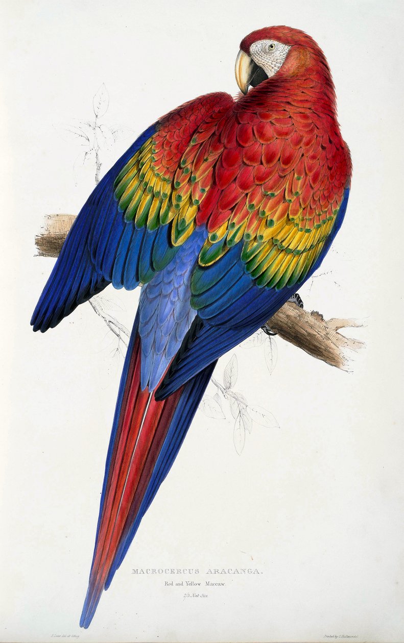 红色和黄色金刚鹦鹉 (Macrocercus aracanga)，来自 Psittacida 或鹦鹉家族的插图，酒吧。 1832（彩色雕刻） 作者 爱德华·李尔