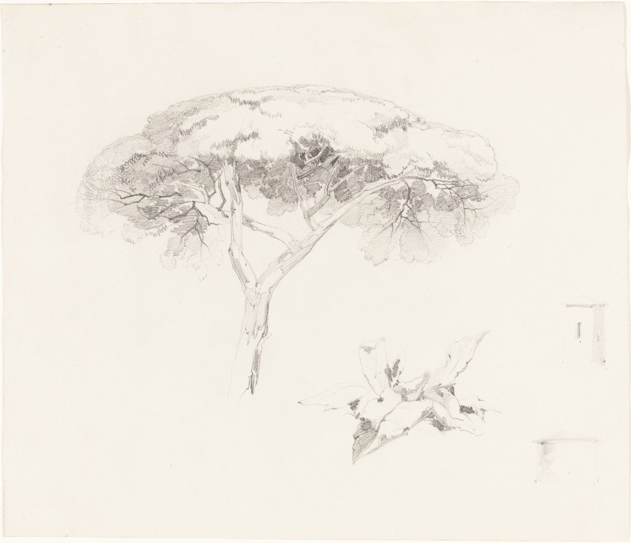 伞形松和其他研究，18391845。 作者 爱德华·李尔