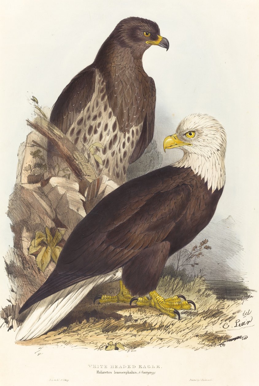 白头鹰(Haliaetus leucocephalus) 作者 爱德华·李尔