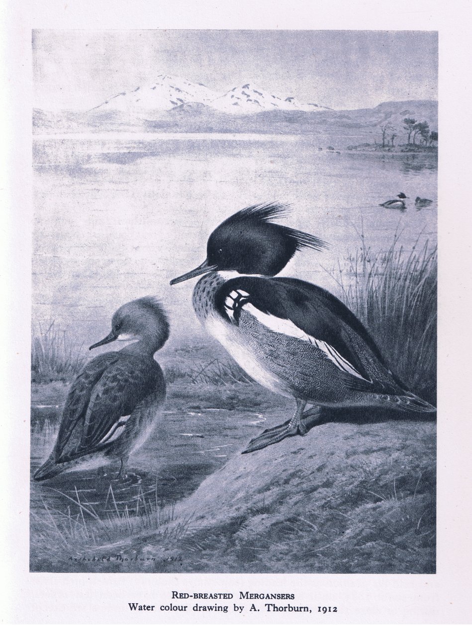 Red Breasted Merganser，英国的自然，1946年由柯林斯出版 作者 爱德华·尼尔