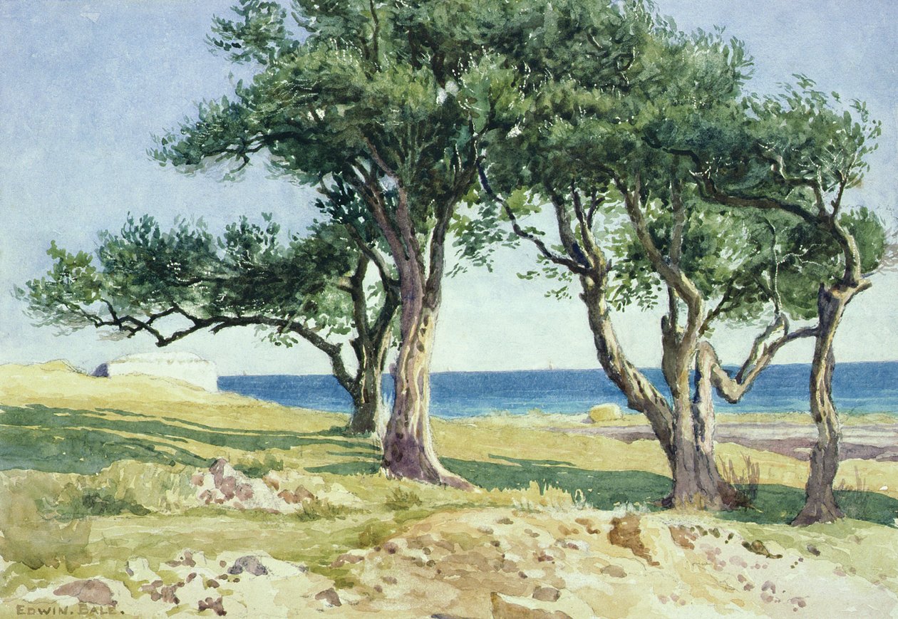 老橄榄树，Bordighera 作者 埃德温·贝尔
