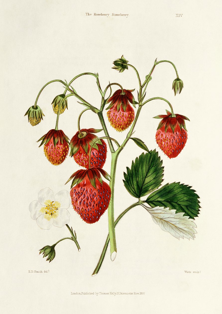 玫瑰莓草莓，由Watte，酒吧雕刻。作者：Thomas Kelly，1830年伦敦 作者 埃德温·道尔顿·史密斯