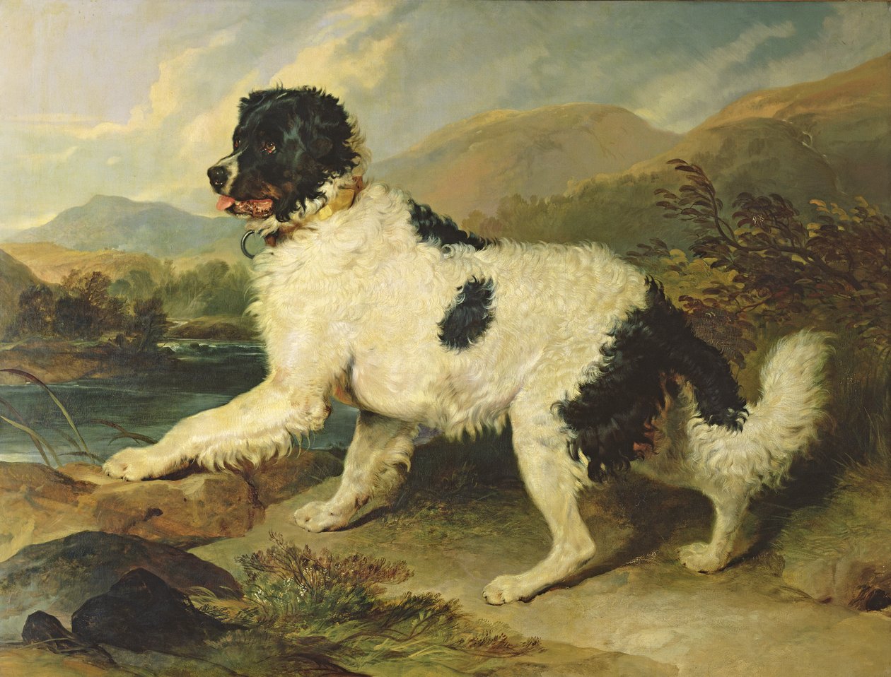 纽芬兰犬叫狮子，1824年 作者 埃德温·兰瑟