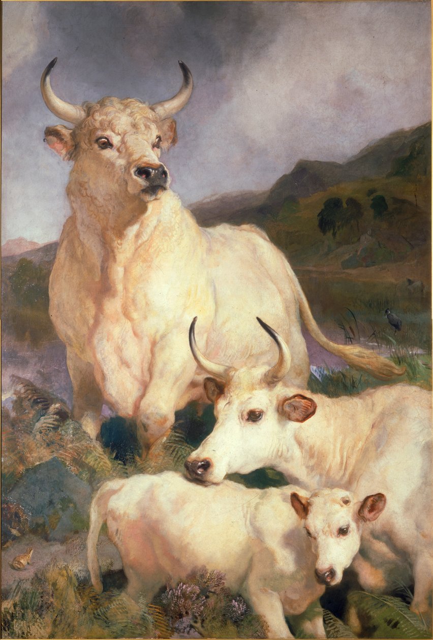 Chillingham野生牛，诺森伯兰郡，c.1867 作者 埃德温·兰瑟