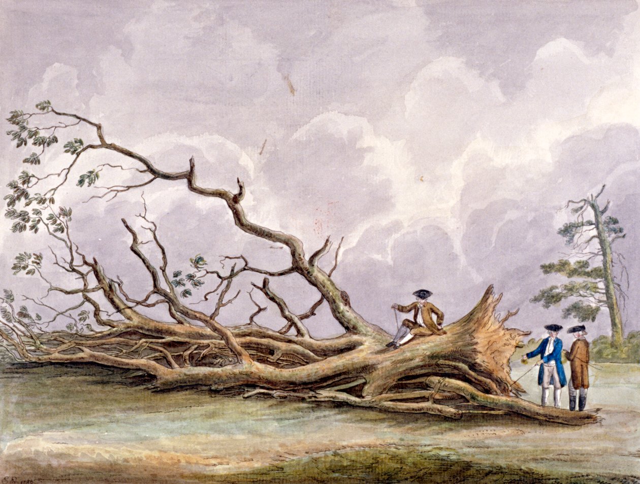 10月15日暴风雨中受损的树木，伦敦罗汉普顿，1780年 作者 埃德温·爱德华兹