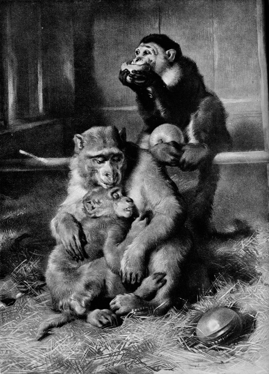 患病的猴子，1875年，1912年 作者 埃德温·兰瑟