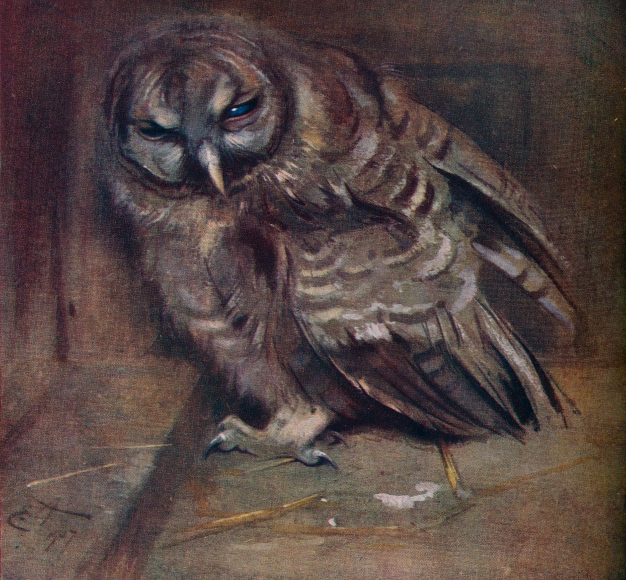 一只年轻的棕色猫头鹰，1907年 作者 埃德温·约翰·亚历山大