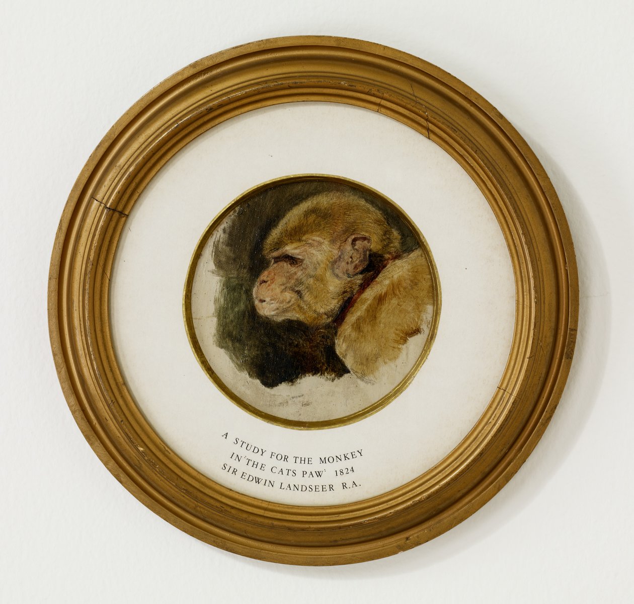 “猫爪子”中的猴子研究，1824年（橡木板上的油和石墨）（另见488012） 作者 埃德温·兰瑟