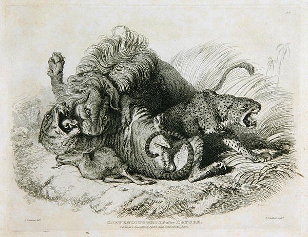 争夺自然之后的团体，来自Twenty Engravings of Lions，Tigers，Panthers＆Leopards的第6集......由Thomas Landseer雕刻（1795-1880）1823 作者 埃德温·兰瑟