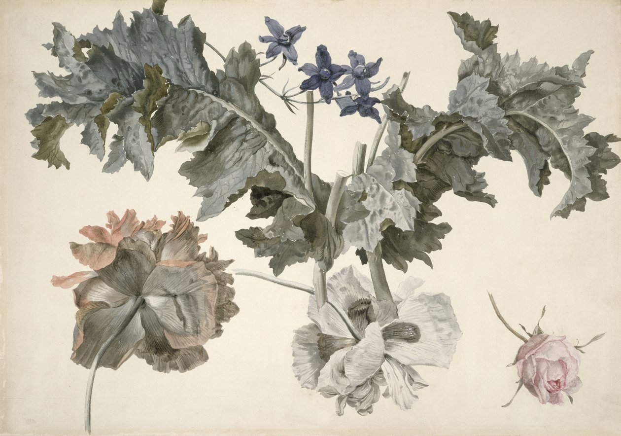 PD.424-1973双花鸦片罂粟，罂粟叶，飞燕草和玫瑰花蕾 作者 埃尔克·耶勒斯·埃尔克玛
