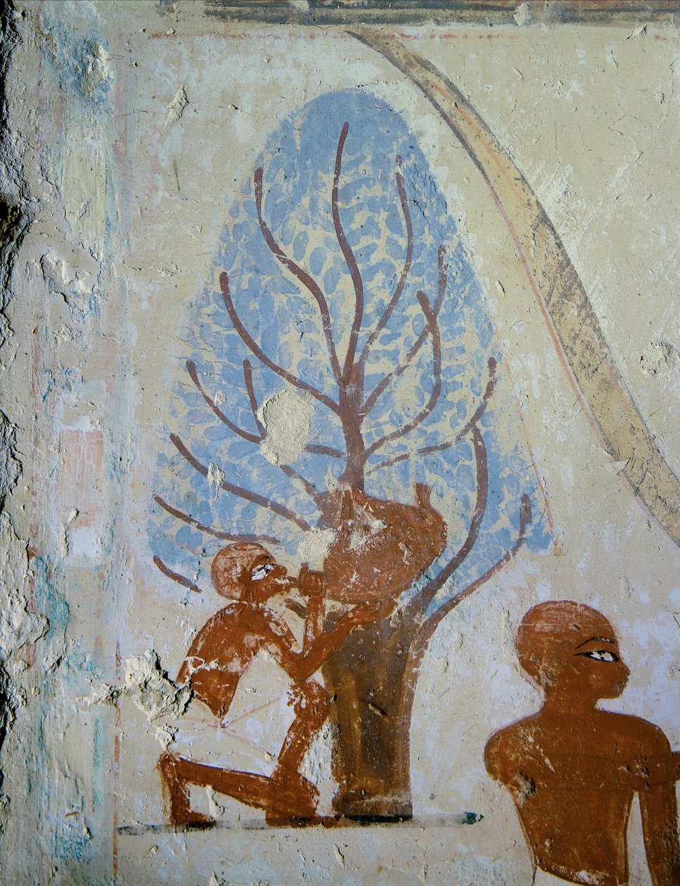  作者 埃及第十八王朝