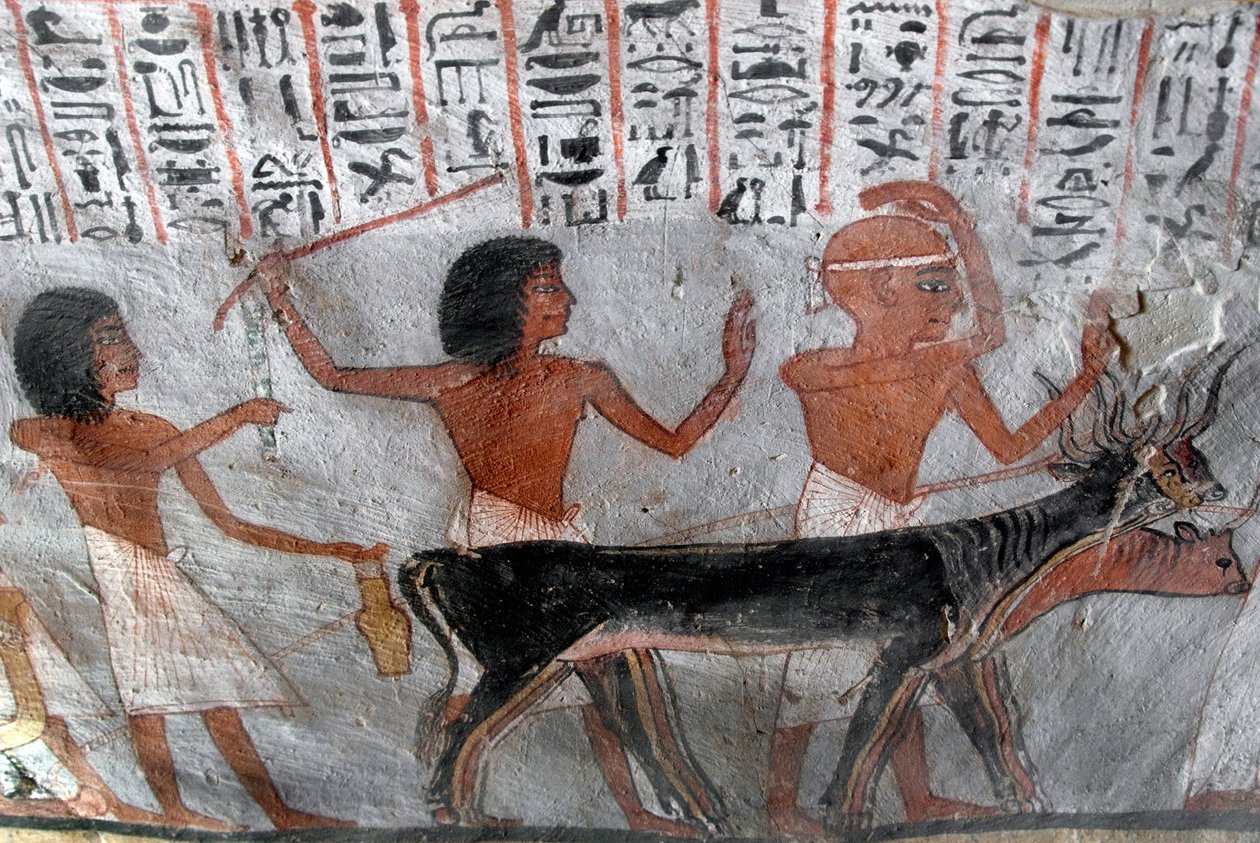 Egyptian antiquite: characters leading betail heads. Painting of the Tomb of Roy (TT255). 18th dynasty. From the West Bank of Luxor, Egypt 作者 埃及第十八王朝