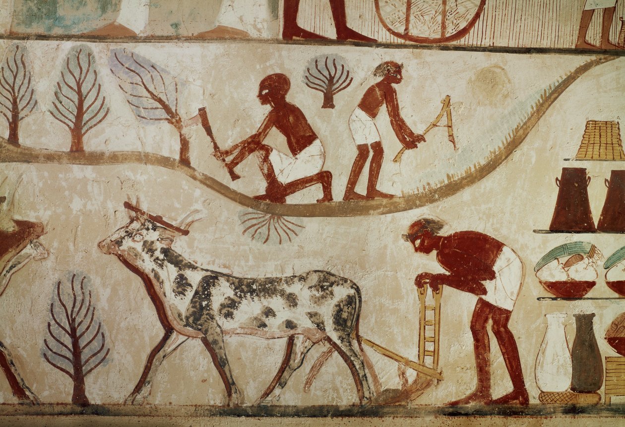  作者 埃及第十八王朝