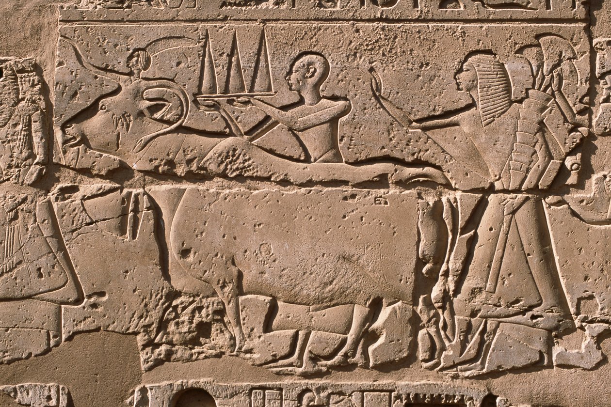 Detail of a relief depicting men leading a cow, Ramesses II (1298-32 BC) courtyard (limestone) 作者 埃及第19王朝