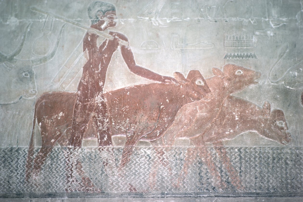在古老的王国Ti（Mastaba教堂）中修建运河的牛（壁画） 作者 埃及第五王朝