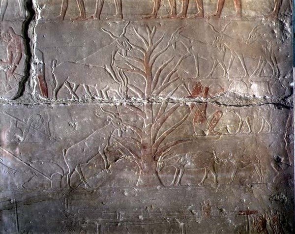 山羊在Saqqara，旧王国（绘石灰石）吃灌木丛，从Akhethotep的Mastaba浮雕 作者 埃及第五王朝