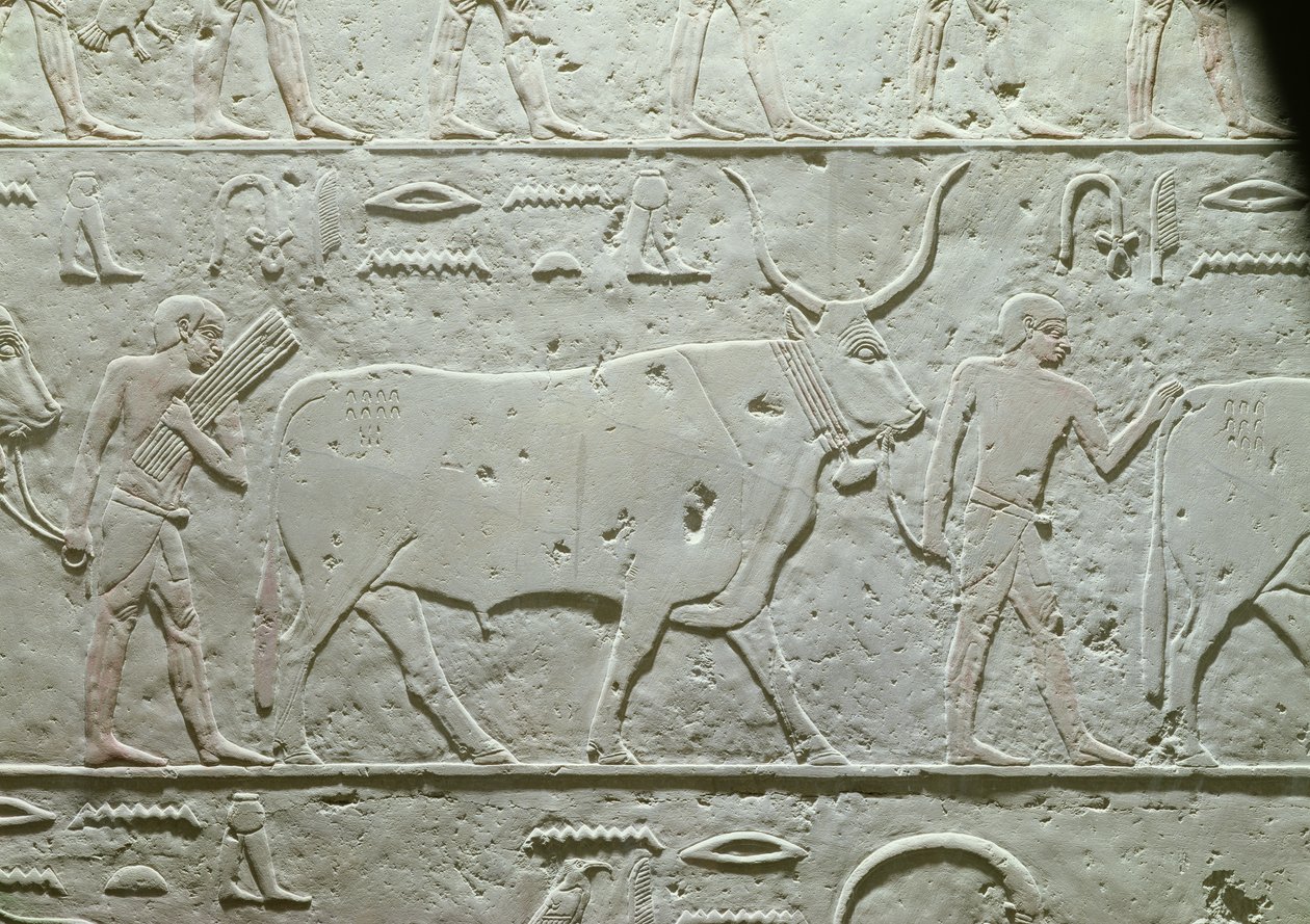 牧民带领公牛，详细信息来自Akhethotep的Mastaba，来自Saqqara，旧王国，公元前2500年（画石灰石） 作者 埃及第五王朝