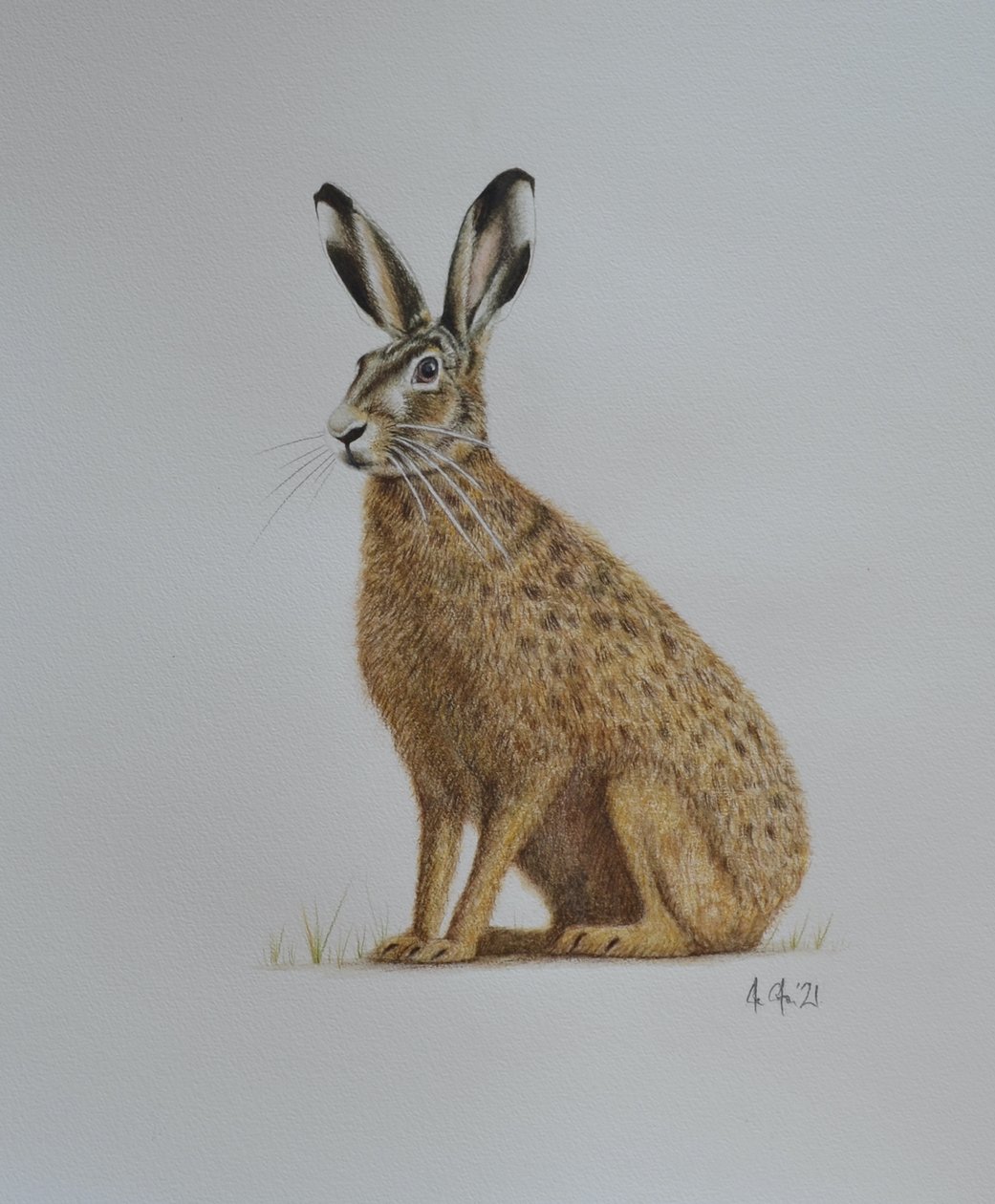 野兔, 2021 (水彩画) 作者 埃莉诺·格拉夫顿