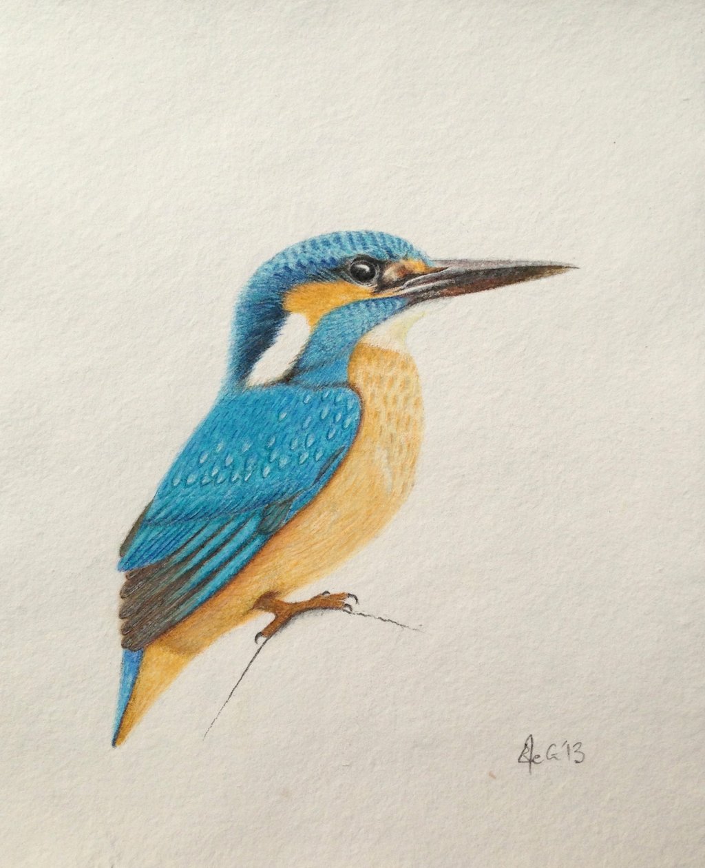 翠鸟，2013 年（水彩颜料和铅笔） 作者 埃莉诺·格拉夫顿