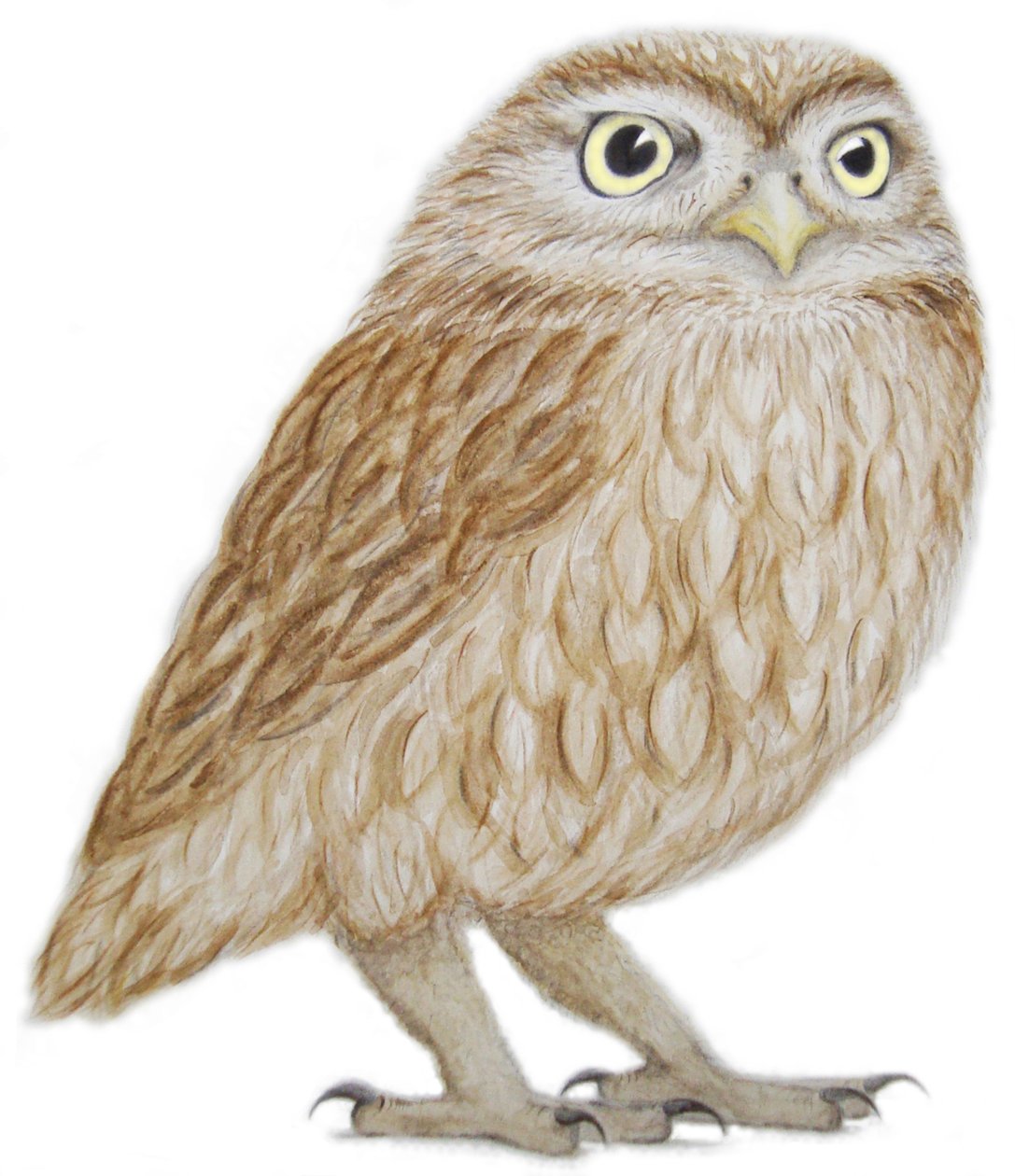 小猫头鹰，2011 年（纸上水彩颜料和铅笔） 作者 埃莉诺·格拉夫顿