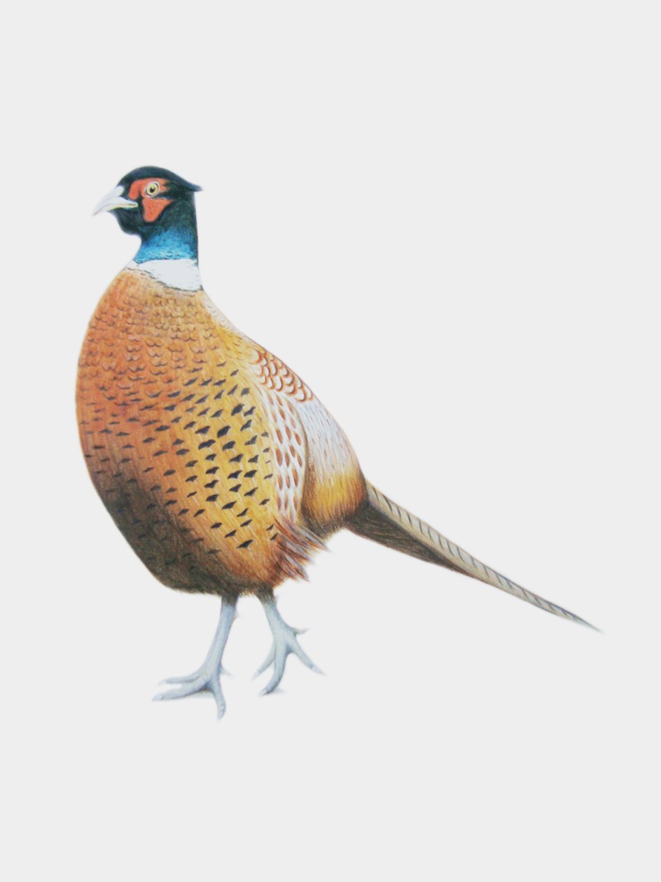 野鸡，2012 年（水彩颜料和铅笔） 作者 埃莉诺·格拉夫顿