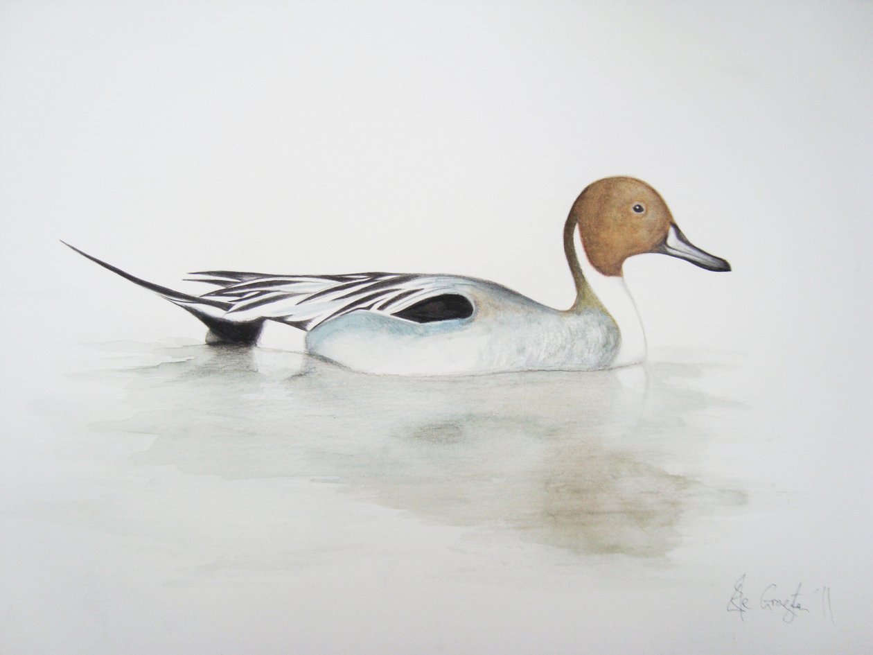 松尾鸭，2011 年（水彩颜料和铅笔） 作者 埃莉诺·格拉夫顿