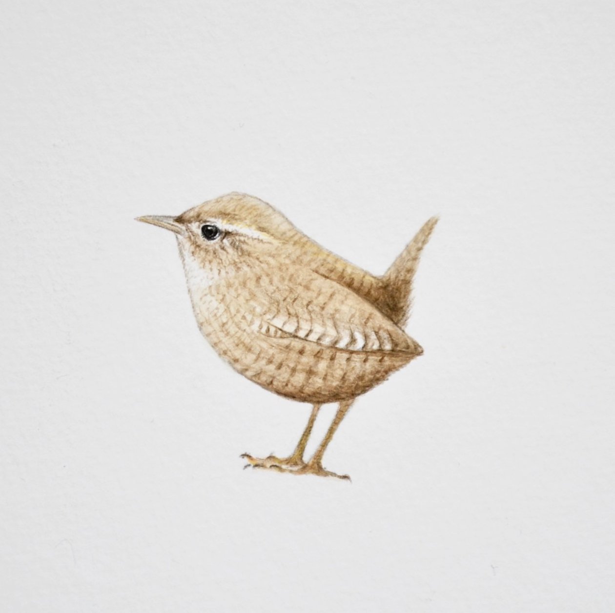鹪鹩》，2019 年（水彩颜料和铅笔） 作者 埃莉诺·格拉夫顿