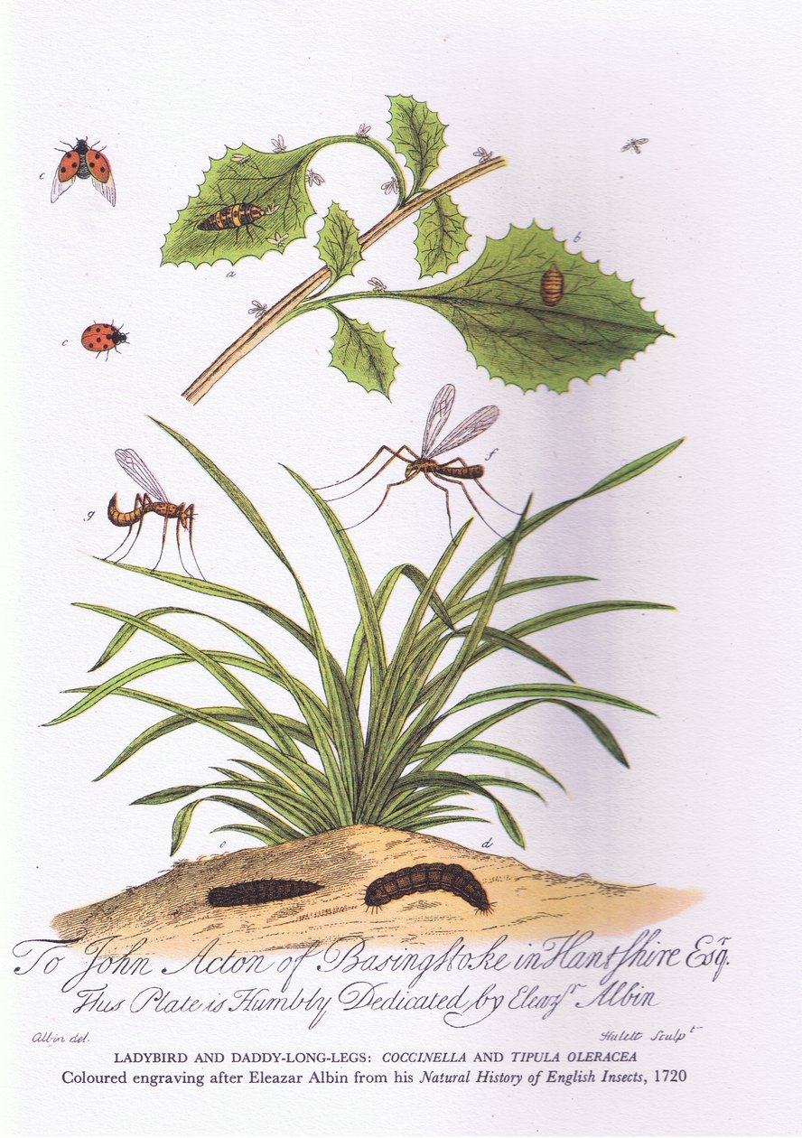 伯德夫人和隆德爸爸的腿Coccinella和Tipula Oleracea（彩色印刷）。 作者 以利亚撒（后）阿尔宾