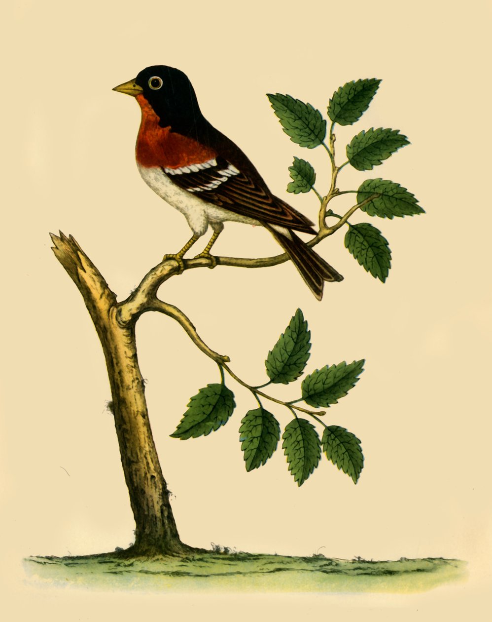 Brambling》，1738年，1942年。   作者 以利亚撒·阿尔宾