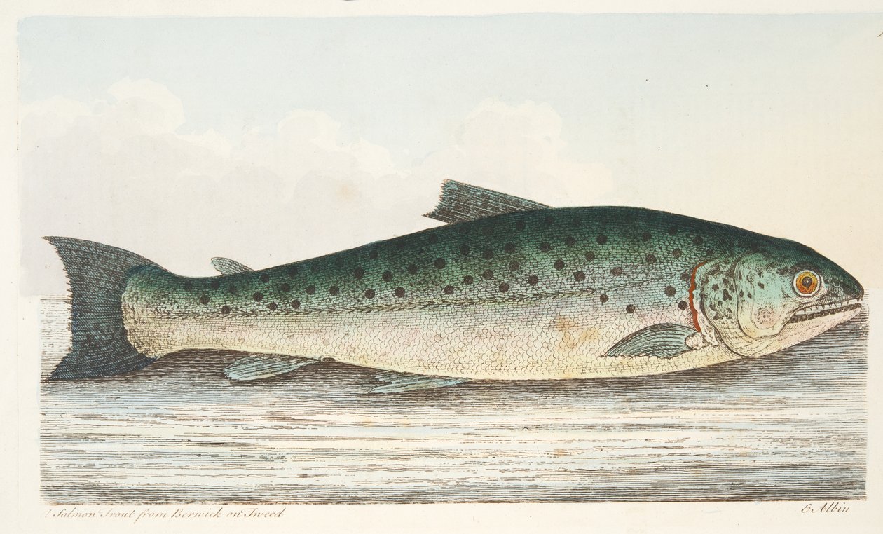 来自Berwick on Tweed的鲑鱼鳟鱼，来自鱼类和鱼塘的论文，酒吧。 1832年（手工彩色雕刻） 作者 以利亚撒·阿尔宾