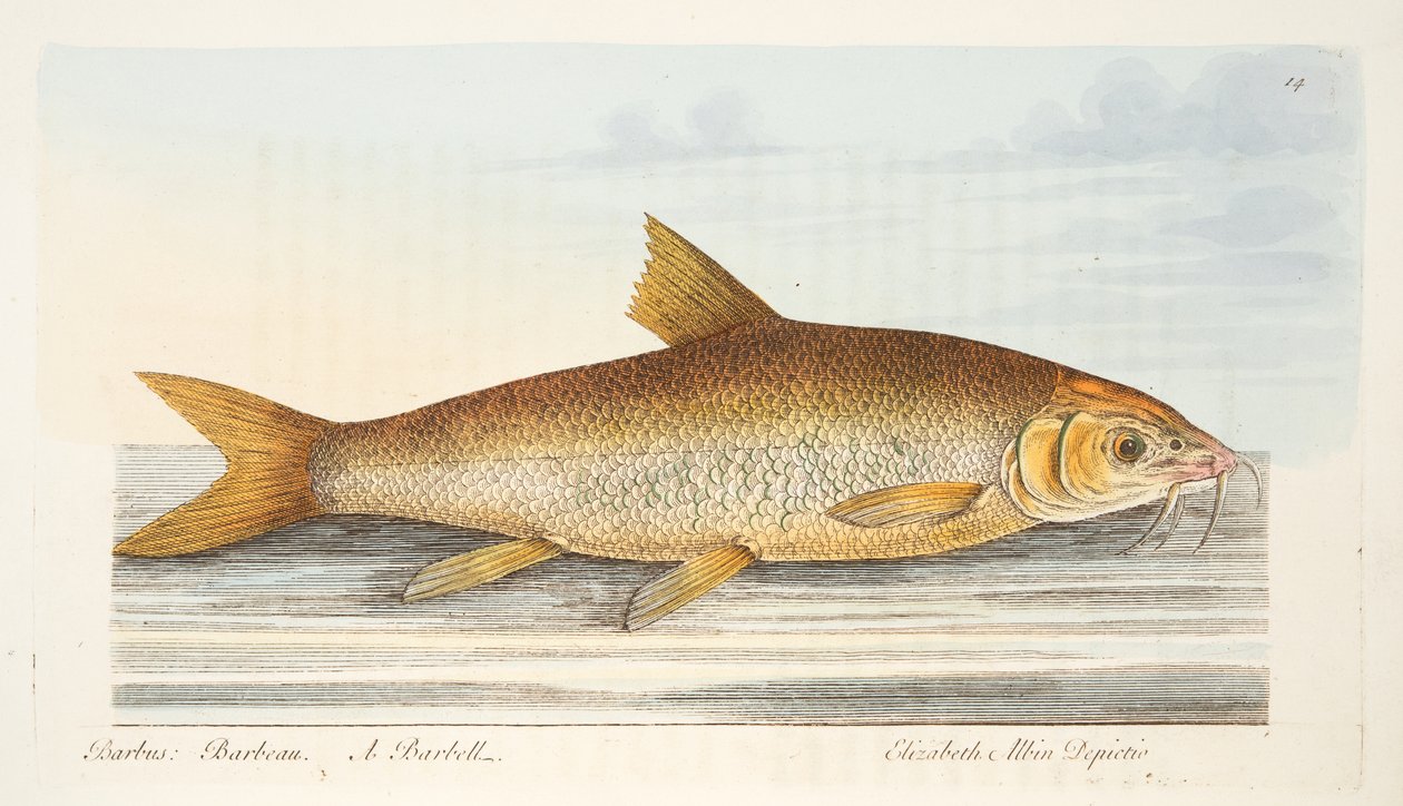 The Barbel，来自A Treatise on Fish and Fish-ponds，pub。 1832年（手工彩色雕刻） 作者 以利亚撒·阿尔宾