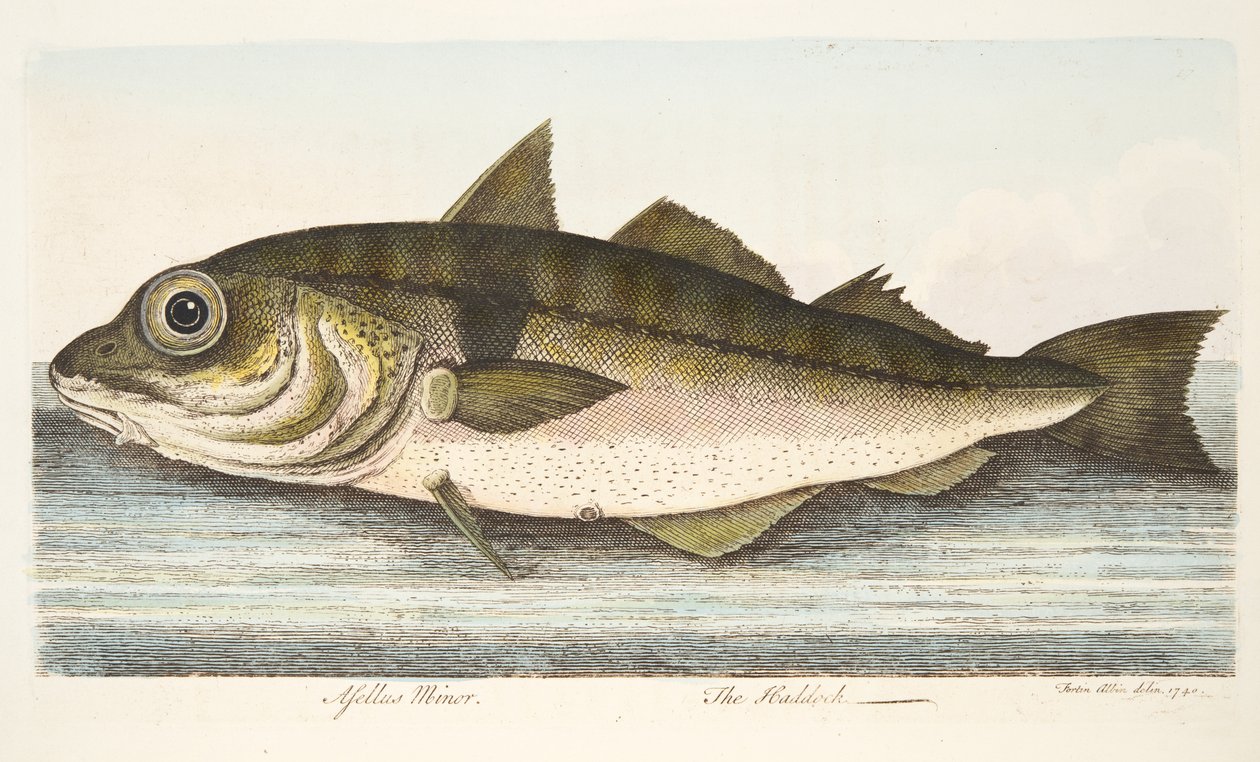 The Hoddock，来自鱼类和鱼塘的论文，酒吧。 1832年（手工彩色雕刻） 作者 以利亚撒·阿尔宾
