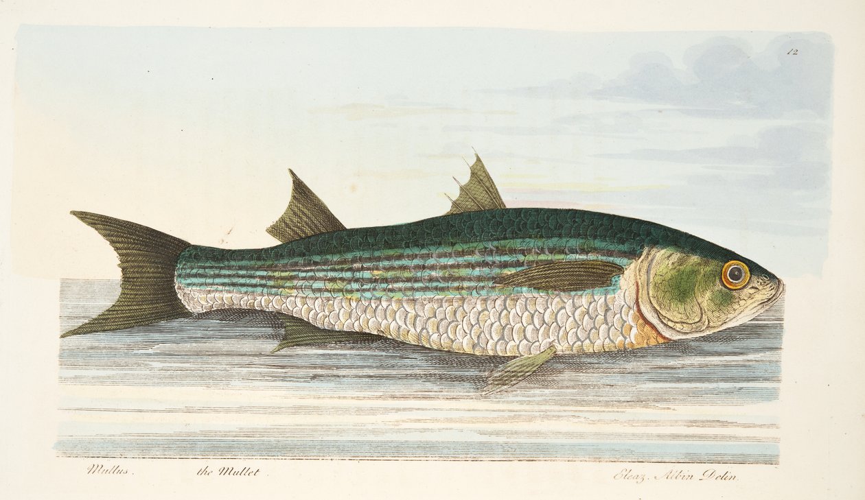 Mul鱼，来自鱼类和鱼塘的论文，酒吧。 1832年（手工彩色雕刻） 作者 以利亚撒·阿尔宾
