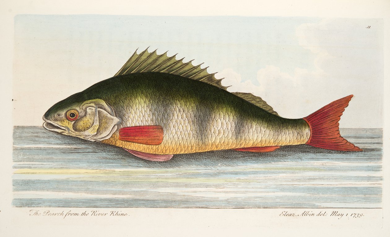 来自莱茵河的Pearch，来自鱼类和鱼塘的论文，酒吧。 1832年（手工彩色雕刻） 作者 以利亚撒·阿尔宾
