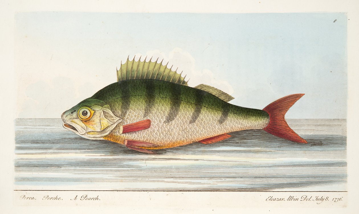 The Perch，来自A Treatise on Fish and Fish-ponds，pub。 1832年（手工彩色雕刻） 作者 以利亚撒·阿尔宾