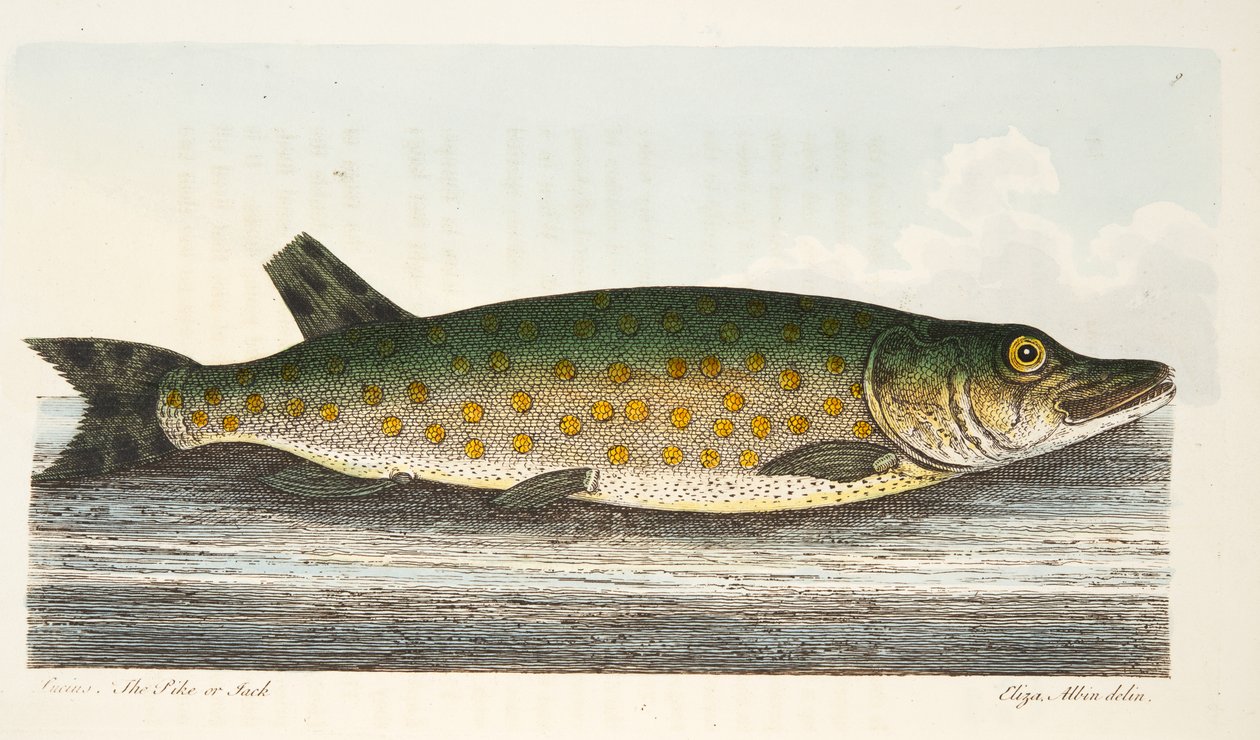 派克，来自A Fishise on Fish and Fish-ponds，pub。 1832年（手工彩色雕刻） 作者 以利亚撒·阿尔宾